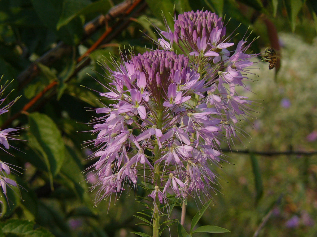 Cleome [Peritoma] serrulata (Rocky Mountain Beeplant) is a showy native, reseeding annual, valuable in the naturalized pollinator garden.