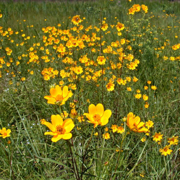 Coreopsis lanceolata (Lanceleaf Coreopsis) is a garden favorite available in many cultivars, but for the pollinators likely best to stick with the true native for most attraction and this will reseed freely to make up for the short-life tendency; hence best for naturalizing.