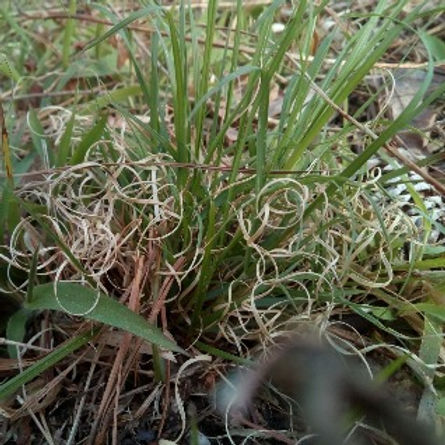 Danthonia spicata, Poverty Oat Grass is a nice low growing, shade tolerant bunch grass with curling aging leaves, often a pioneer plant after wildfires, that offers bird seed and it hosts butterfly larvae.  Is nice in light shade gardens.