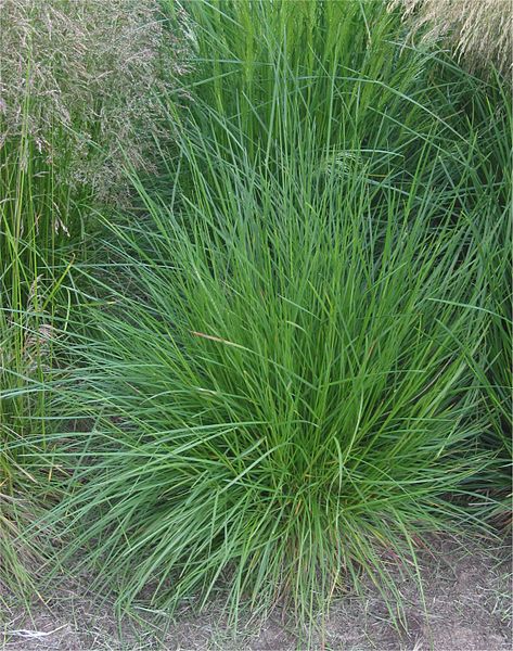 Deschampsia caespitosa (Tufted Hair Grass)