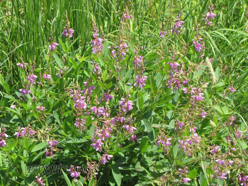 We most know Desmodium canadense   (Showy Tick Trefoil) for the seeds that stick to our cloths and pets, but is beautiful and good for pollinators & birds.