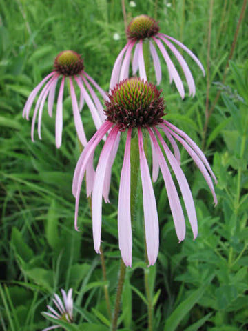 Echinacea pallida, Pale Purple Coneflower, bears striking narrow drooping petals of long-lasting flowers, that will reseed if allowed.  