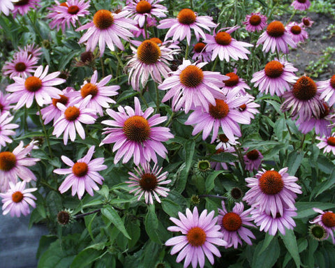 Echinacea purpurea (Purple Coneflower) is well-known and loved, with a long-blooming season, a bit short-lived, but so nice, worth replanting every so many years