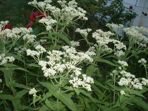 Eupatorium perfoliatum (Boneset) may look like like a roadside weed to us, but the bees, butterflies and birds it brings will be worth it!