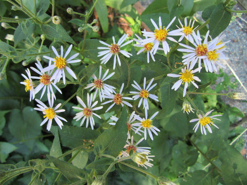 Eurybia macrophylla   (Big Leaf Aster) is a wild aster with large fuzzy leaves nick-named Lumberjack Toilet Paper, forming a dense ground cover in rich woods.  Host to the Pearl Crescent