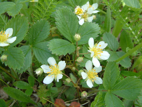  Fragaria virginiana (Wild Strawberry).  Finding a wild strawberry is such a treat and the plant will spread through runners throughout your pollinator garden and serve as a very suitable ground cover.