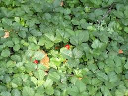 Fragaria virginiana (Wild Strawberry)   available as singles or tray of plugs for ground cover