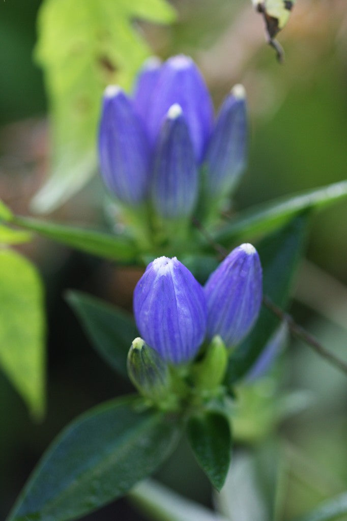 Gentiana clausa (Bottle Gentian)  Very slow growing, tiny plants...