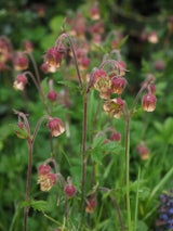 Geum rivale (Water Avens)