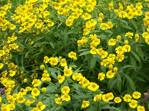 Helenium autumnale  (Sneezeweed) is a clump forming large, statuesque perennial attractive to bees and butterflies.  Late valuable flowers for pollinators.  May need staking.