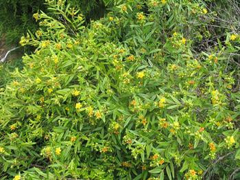 Hypericum prolificum (Shrubby Saint Johnswort)  Shrubs are REALLY small when shipped.