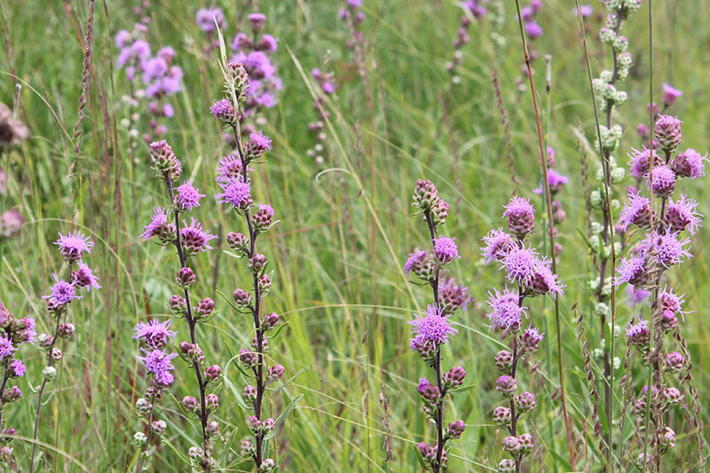 Liatris aspera (Rough Blazing Star) provides long spikes of lavender powder puffs covered with butterflies, birds and bees for the late season.