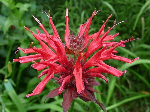 Monarda didyma (Beebalm) provides a great splash of red in the garden, special value to many pollinators.  Does spread aggressively, so put where you want a lot of it.