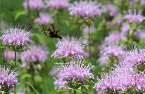 Monarda fistulosa (Wild Bergamot) is a long-lasting butterfly-ladened wildflower of very high pollinator value with plentiful flowers and aromatic foliage.