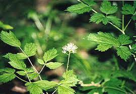 Osmorhiza claytonii (Sweet Cicely/Clayton's Sweet Root)