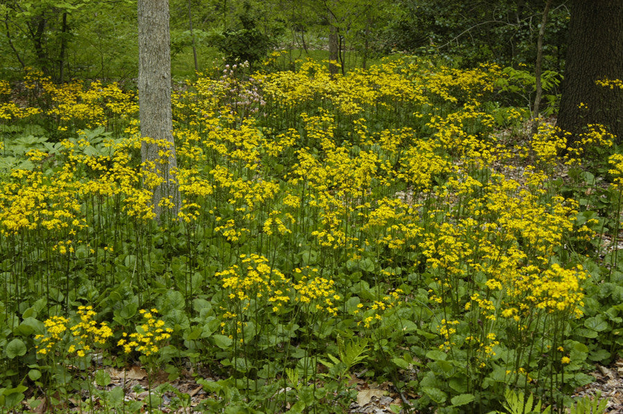 Packera aurea (Golden Groundsel), a great ground cover for pollinator gardens