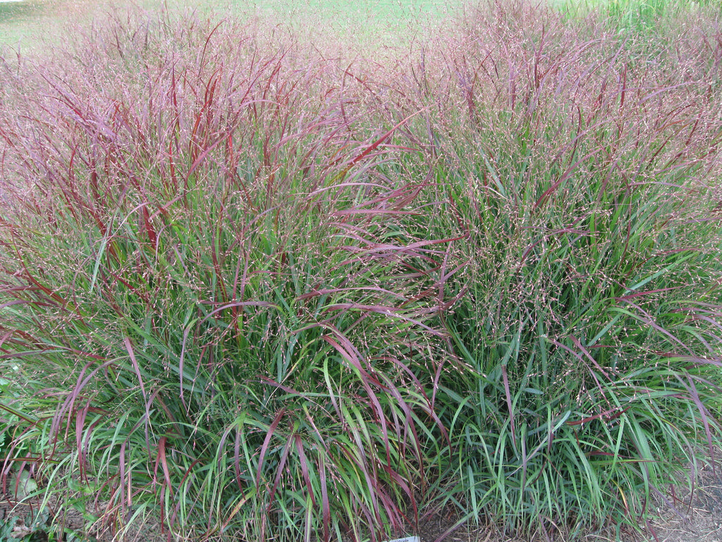 Panicum virgatum (Switchgrass) is a clump-forming native grass, show-stopper.  Beautiful in all seasons and valued by many butterflies and moths as a larval host plant, seeds for songbirds and cover/nesting material for many wildlife species.