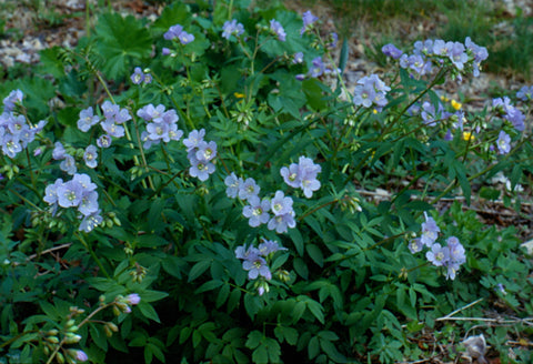 Polemonium reptans (Jacob's Ladder) as ground cover in pollinator gardens.