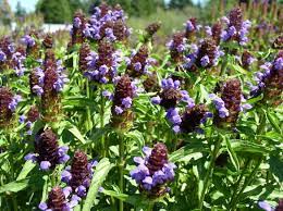 Prunella vulgaris  ssp lanceolata (Lance Self-Heal) available as singles or tray of plugs for ground cover