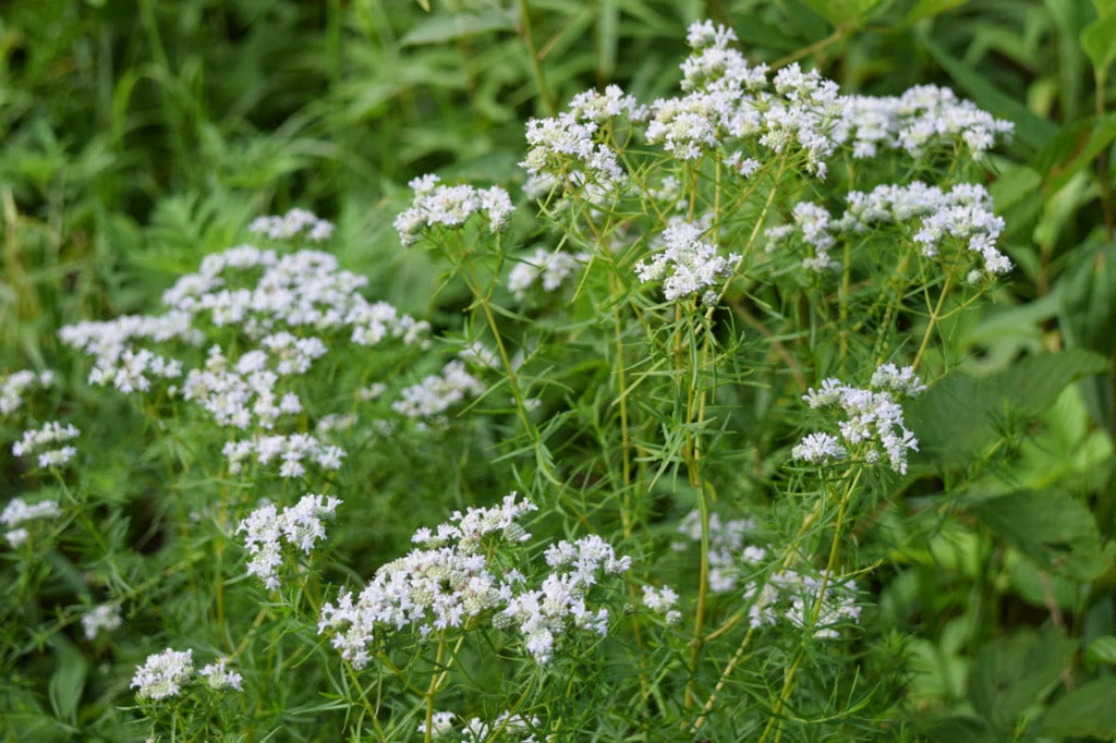 Pycnanthemum tenuifolium  (Slender Mountain Mint) is a pollinator magnet for bees and butterflies.  Will naturalize slowly in colder climates, so cautiously in the garden.