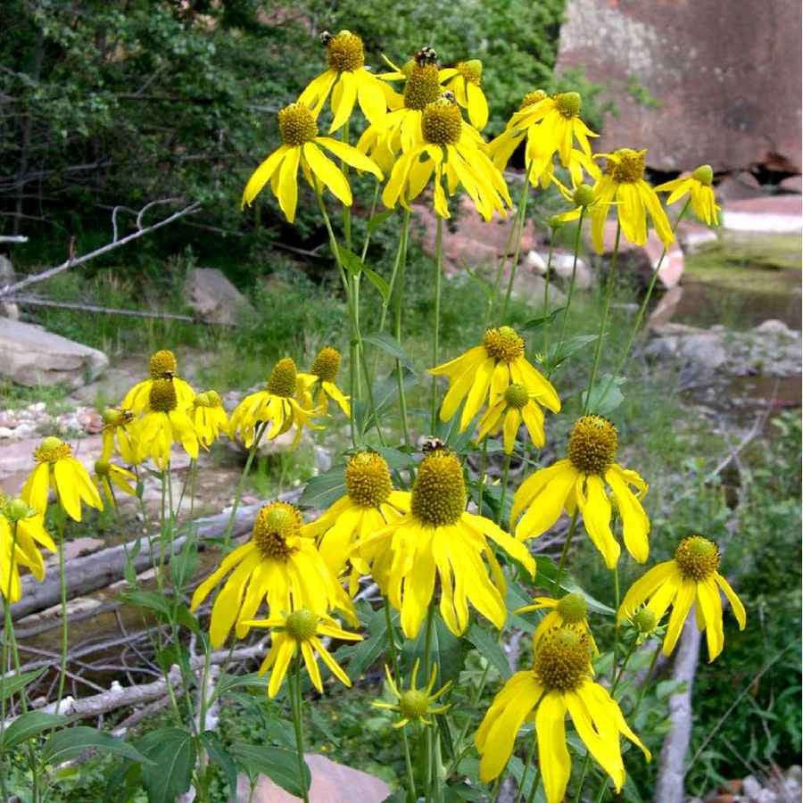 In the wild Rudbeckia laciniata (Green-Headed Coneflower) can get quite tall but in the garden setting, tends to maintain 3'-4'.  Nice for late flowering in a naturalizing garden setting.