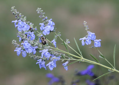 Salvia azurea  (Blue Sage) is a beautiful blue flowering sage, though watch the hardiness zone(!).  Bloom time can be extended by removing spent blooms if plants in moist soil.