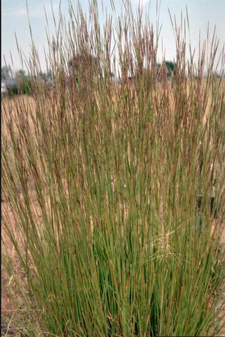 Schizachyrium scoparium (Little Bluestem) is an important native grass for wildlife that is beautiful in meadow plantings in mass, reseeds somewhat freely.