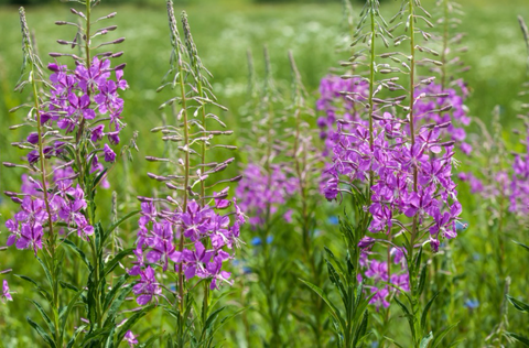 Chamerion angustifolium (Fireweed) is an aggressive naturalizing roadside plant, one of first to establish on damp, freshly disturbed or burned sites, to form a stunning mass.