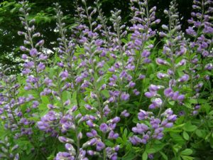Scutellaria lateriflora  (Mad-Dog Scullcap)