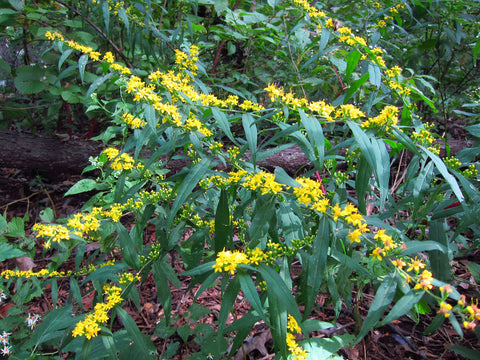 Solidago caesia (Blue-Stemmed Goldenrod) is a non-aggressive adaptable goldenrod forming clumps as a nice addition to a pollinator garden as a late nectar source.
