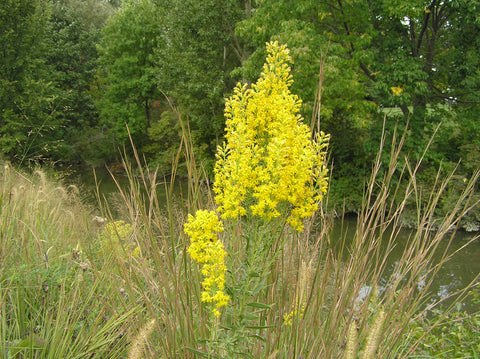 Solidago speciosa (Showy Goldenrod) is of special value to bees and butterflies. This is the showiest of the goldenrods but still spreads somewhat aggressively through rhizomes and self-seeding, so carefully watch in your naturalizing garden.
