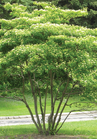 Swida [Cornus] alternifolia (Pagoda Dogwood)   Shrubs are REALLY small when shipped.