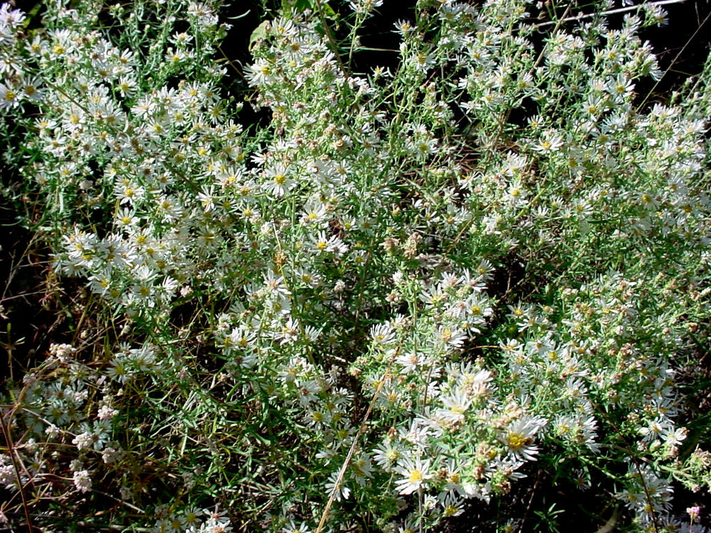 Symphyotrichum ericoides (Heath Aster) is a nice, compact busy aster with stiff heath-like leaves and a profusion of white delicate flowers.