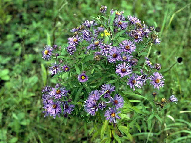Symphyotrichum novae-angliae (New England Aster) provides great late flowers for bees, butterflies and as a larval host for the Crescent Butterfly.  Nice in the back of any garden.