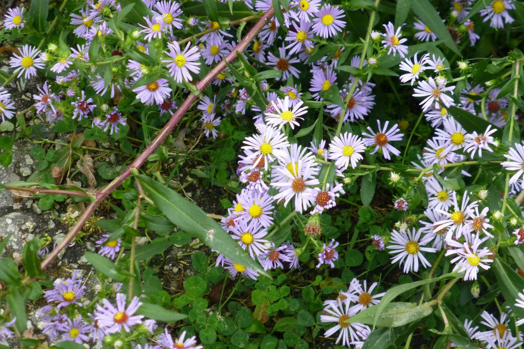 Symphyotrichum puniceum (Swamp Aster) There seems to be an aster for every setting!  This aster, with striking purple stems, is particularly useful for wet sunny areas like rain gardens! 