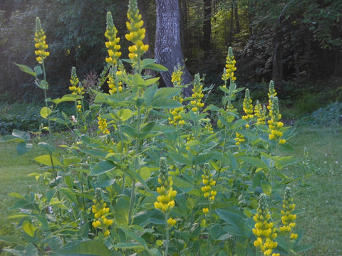 Thermopsis villosa (Carolina Bushpea)