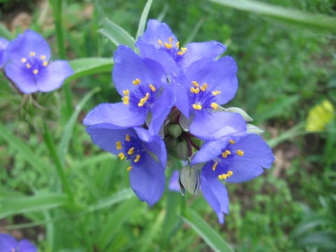 Tradescantia ohiensis (Ohio Spiderwort) is an excellent multi-stemmed perennial with attractive morning-flowers over a long season.