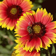  Gaillardia pulchella, Indian Blanket, is a showy, self-seeding annual with large daisy-like, red flowers lasting the whole summer, attracting lost of bumblebees.  Leave the flower-heads to encourage reseeding and feeding the birds.