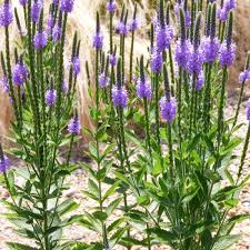 Verbena stricta  (Hoary Verbena) is a common clump-forming meadow plant that will self-seeds to form scattered colonies topped with long-blooming pencil thin blue-purple panicles.