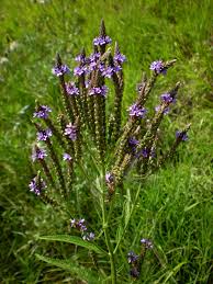 Verbena hastata (Blue Vervain)