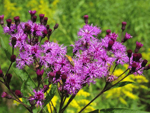  Vernonia noveboracensis (New York Ironweed) is a robust, statuesque wildflower with high pollinator value and great deep red-purple flowers for the late summer.