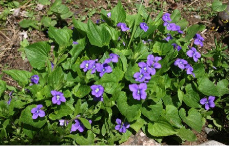 Viola sororia (Common Blue Violet), ground cover for pollinator gardens