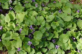 Viola sororia (Common Blue Violet) available as singles or tray of plugs for ground cover.