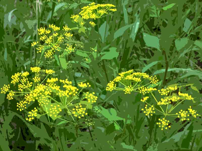 Zizia aurea (Golden Zizia or Golden Alexander) for naturalizing pollinator garden