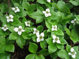 Chamaepericlymenum [Cornus] canadense (Bunchberry Dogwood) available as singles or tray of plugs for ground cover
