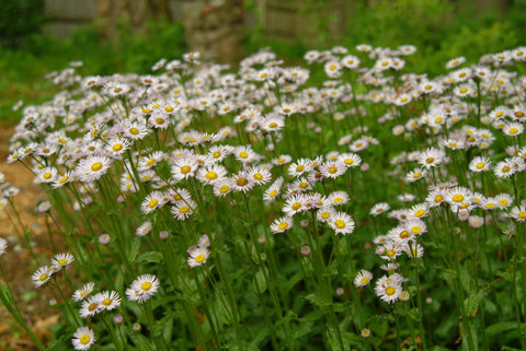 Erigeron pulchellus, Robin's Plantain, will self-seed and spread through stoloniferous roots to form a pleasing ground cover with aster-like flowers.